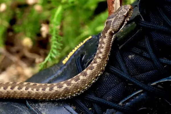 Snake on boot