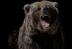 Grizzly bear angry