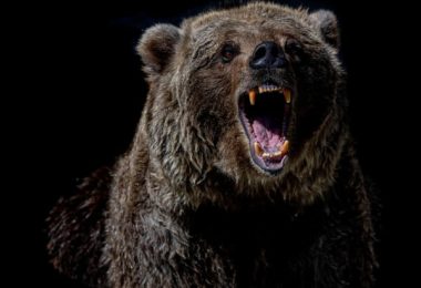 Grizzly bear angry