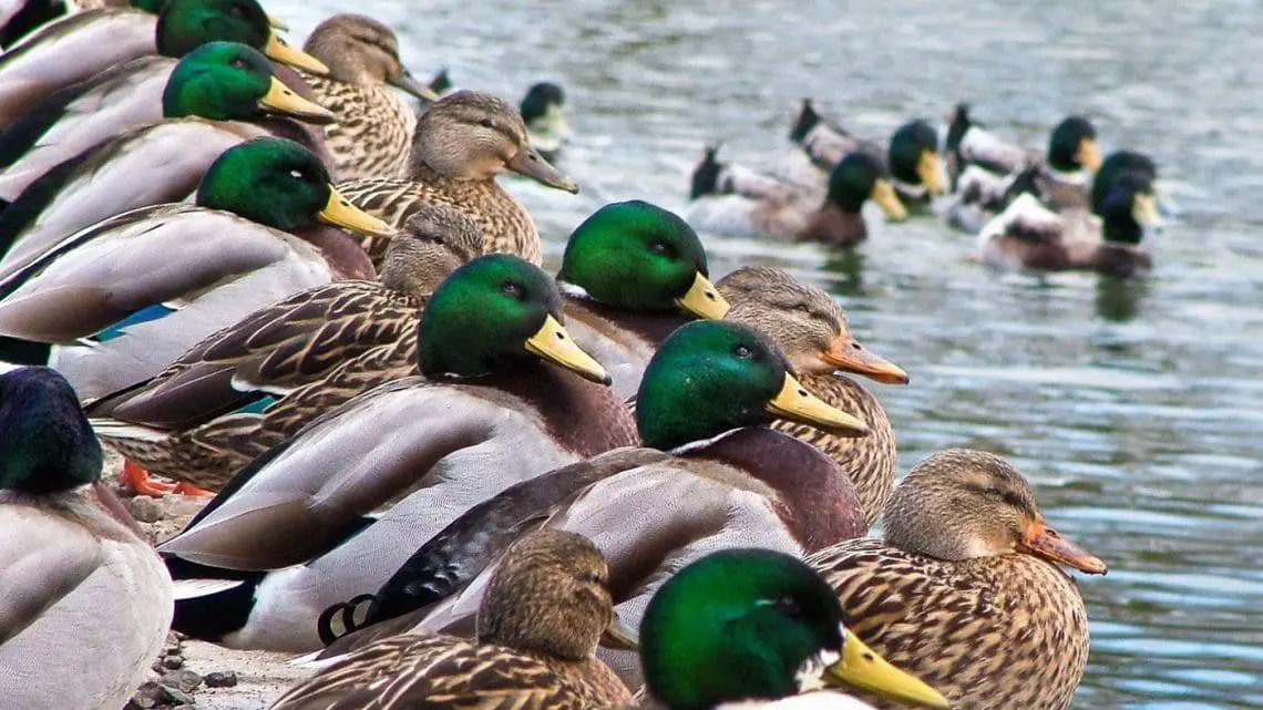 Duck Down vs Goose Down Features, Comparison and Advantages