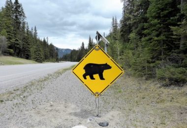 Bear warning