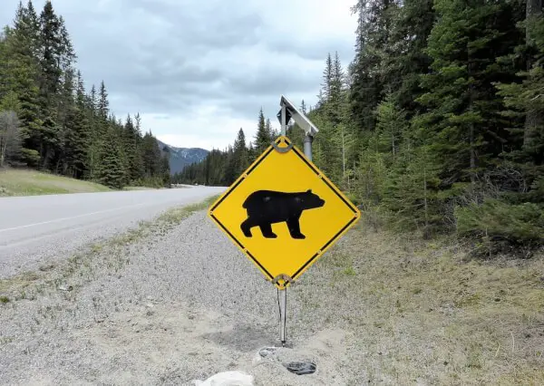 Bear warning