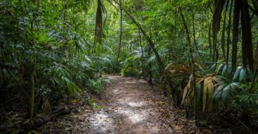 Jungle