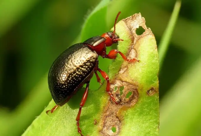 Beetle on a leaf