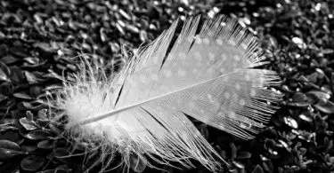 Feather down
