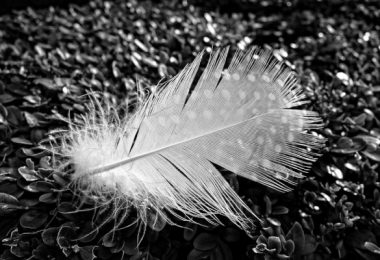 Feather down