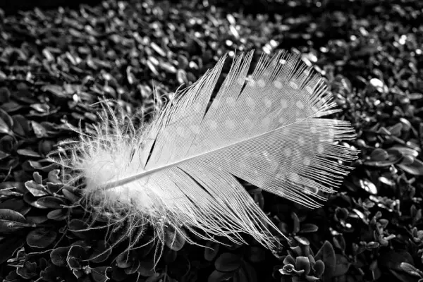 Feather down