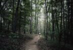 Hiker on the Appalachian Trail through mountain forest