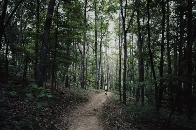 Hiker on the Appalachian Trail through mountain forest